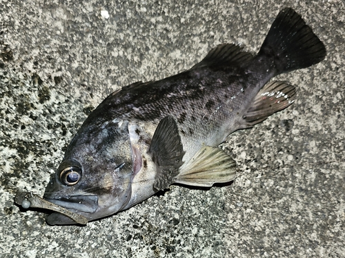 クロソイの釣果