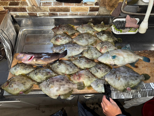 カワハギの釣果