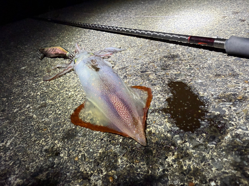 ケンサキイカの釣果