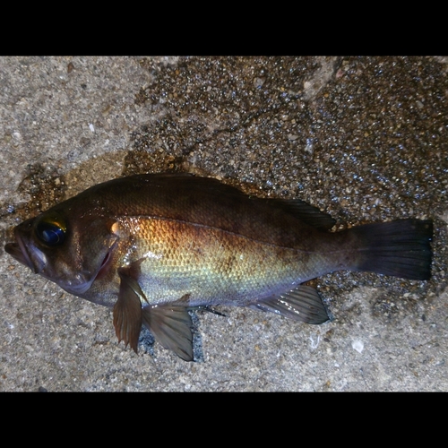 シロメバルの釣果