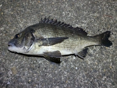 クロダイの釣果