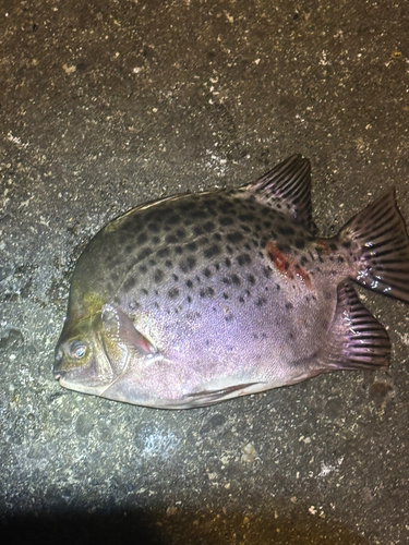 クロホシマンジュウダイの釣果