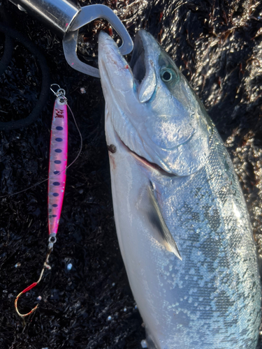 サクラマスの釣果