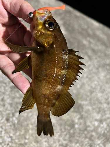 アカメバルの釣果