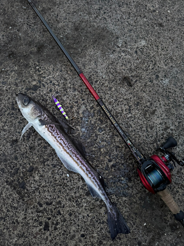 スケトウダラの釣果