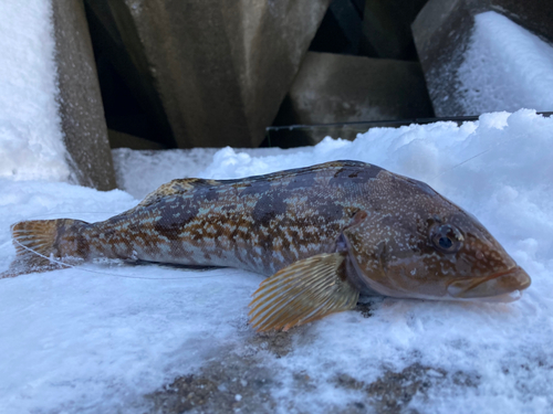 アブラコの釣果