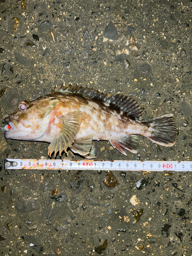 伊勢湾湾奥