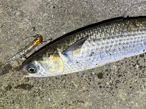 ボラの釣果