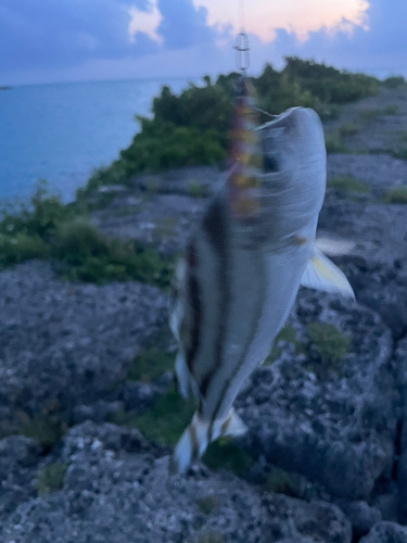 コトヒキの釣果