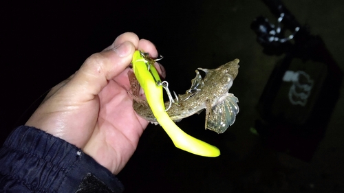 コチの釣果