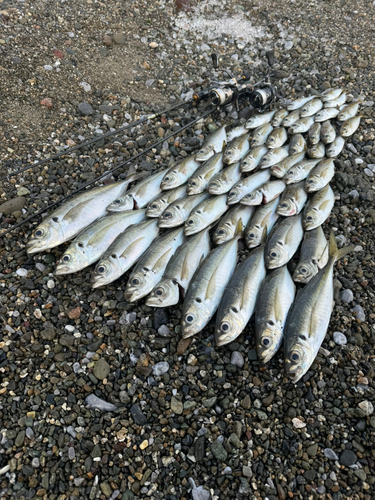 アジの釣果