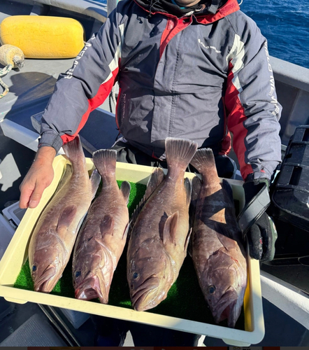 マハタの釣果