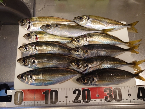 アジの釣果