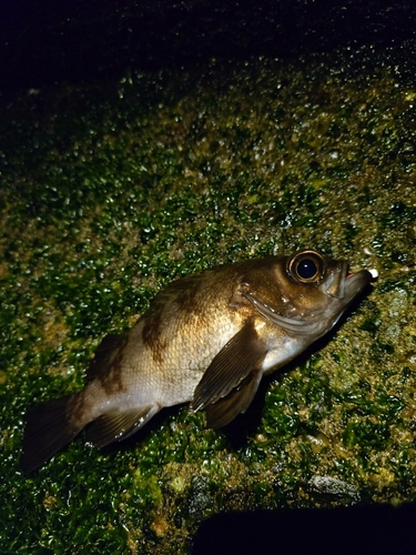 三浦半島