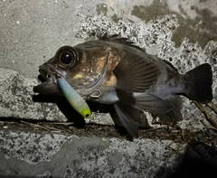 メバルの釣果