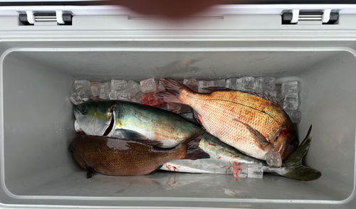 マダイの釣果