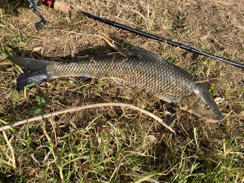 ニゴイの釣果