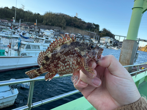 カサゴの釣果