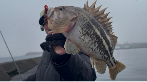 シマゾイの釣果