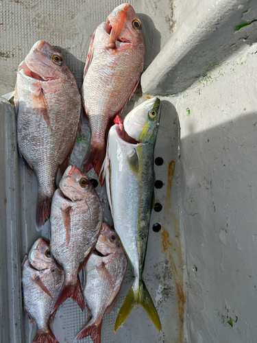 マダイの釣果