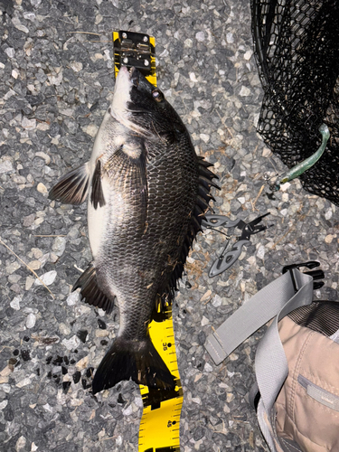 クロダイの釣果