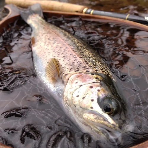 ニジマスの釣果