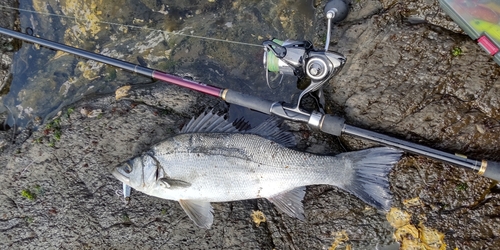 ヒラスズキの釣果