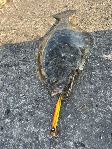 ヒラメの釣果