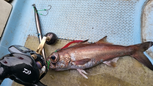 クロムツの釣果