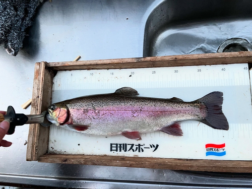 ニジマスの釣果