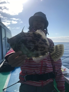 カワハギの釣果