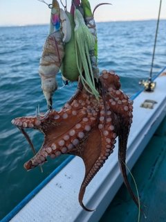 マダコの釣果