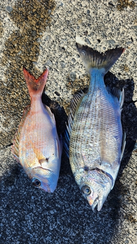 クロダイの釣果