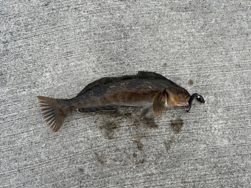 アイナメの釣果