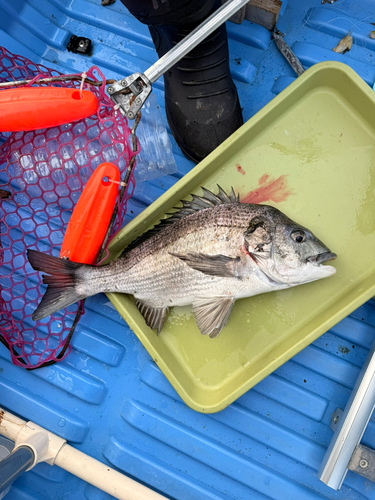 チヌの釣果