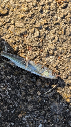 オイカワの釣果