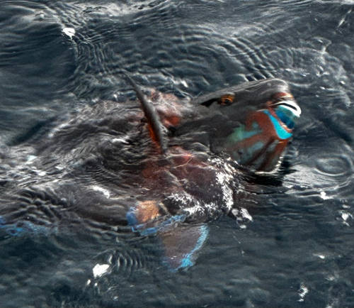 アオブダイの釣果