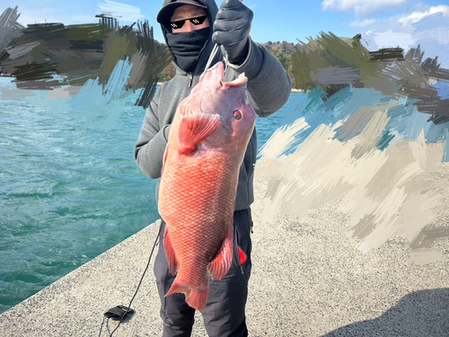 コブダイの釣果