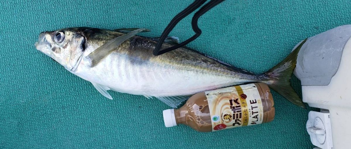 タコタチさんの釣果 2枚目の画像