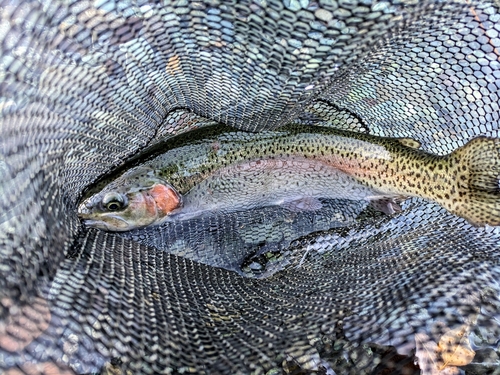 ニジマスの釣果