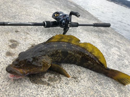 アイナメの釣果