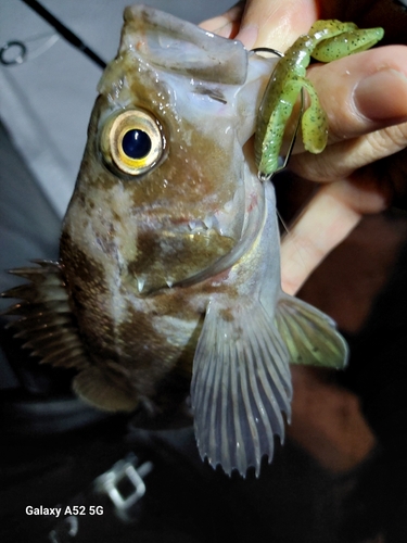 ガヤの釣果