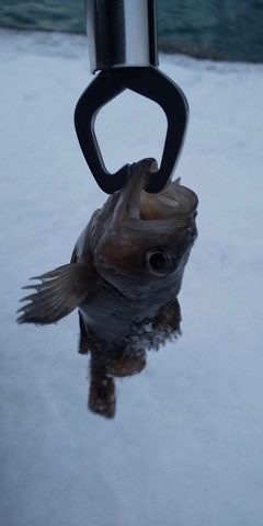 ガヤの釣果