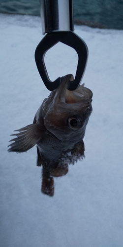 ガヤの釣果