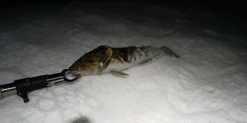 ホッケの釣果