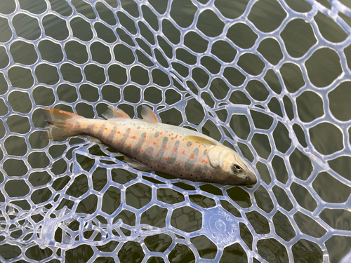 アマゴの釣果