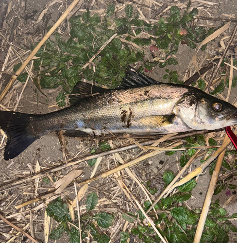 セイゴ（マルスズキ）の釣果