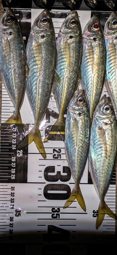 アジの釣果