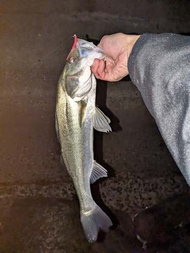 フッコ（ヒラスズキ）の釣果