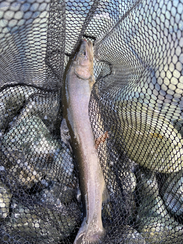 イワナの釣果